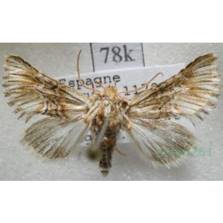 Omphalophana serrata (Treitschke, 1835) Spain78k